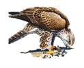 Балабан (Falco cherrug Gray, 1834)